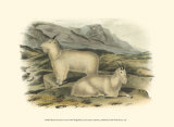 Rocky Mountain Goat