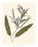 Pressed Botanical IV
