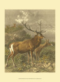 Buy Small Red Deer at AllPosters.com