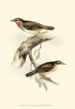 Gorget Warbler