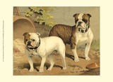 Bull Dogs