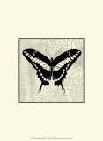 Classical Butterfly IV