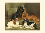 Buy Toy Spaniels at AllPosters.com