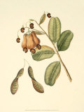 Buy Native Fruits III at AllPosters.com