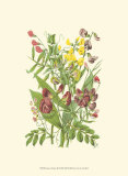 Buy Summer Garden IX at AllPosters.com