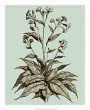 Buy Imperial Munting IV at AllPosters.com