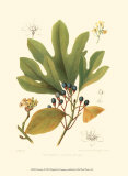 Buy Sassafras at AllPosters.com