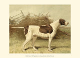 Buy Pointer at AllPosters.com