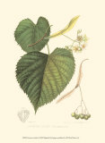 Buy American Linden at AllPosters.com
