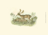 Petite Fallow Deer