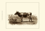 Buy Bovine II at AllPosters.com