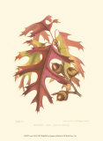 Buy Scarlet Oak at AllPosters.com