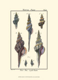 Sea Shells I