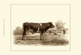 Buy Bovine IV at AllPosters.com