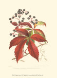Buy Virginian Creeper at AllPosters.com