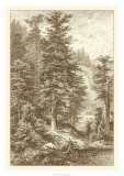Buy Sepia Noble Fir at AllPosters.com