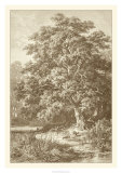 Buy Sepia Oak Tree at AllPosters.com