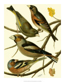Buy Domestic Bird Family II at AllPosters.com