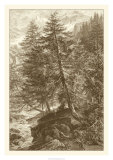 Buy Sepia Larch Tree at AllPosters.com