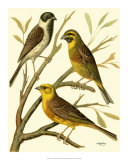 Buy Domestic Bird Family I at AllPosters.com