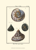 Sea Shells II