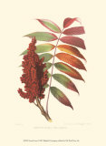 Buy Smooth Sumac at AllPosters.com