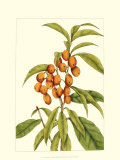 Buy Tropical Fruit and Foliage I at AllPosters.com