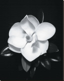Buy Magnolia at AllPosters.com