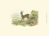 Petite Row Deer