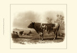 Buy Bovine III at AllPosters.com