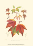 Buy Red Maple at AllPosters.com