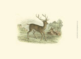 Petite Red Deer