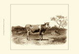Buy Bovine I at AllPosters.com