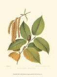 Buy Black Birch at AllPosters.com