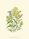 Buy Summer Garden XII at AllPosters.com