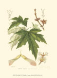 Buy White Maple at AllPosters.com