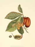 Buy Native Fruits IV at AllPosters.com