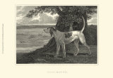 Buy Staghound at AllPosters.com