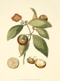 Buy Native Fruits II at AllPosters.com