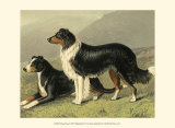Sheep Dogs