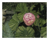 Buy Enchanting Lotus at AllPosters.com