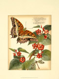 Buy Whimsical Butterflies II at AllPosters.com