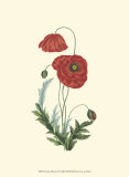 Buy Crimson Beauty IV at AllPosters.com