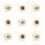 Buy Neutral Bouquet at AllPosters.com