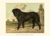 Mastiff