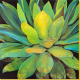 Agave