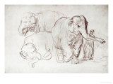 Buy Three Elephants at AllPosters.com