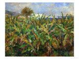 The Banana Plantation, 1881