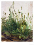 Large Piece of Turf, 1503