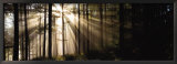 Buy Sunlight Streaming Through Forest at AllPosters.com